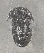 Paraszechuanella cf. changleensis (PENG 1990) - Bild &copy; FossNet FossilienStore